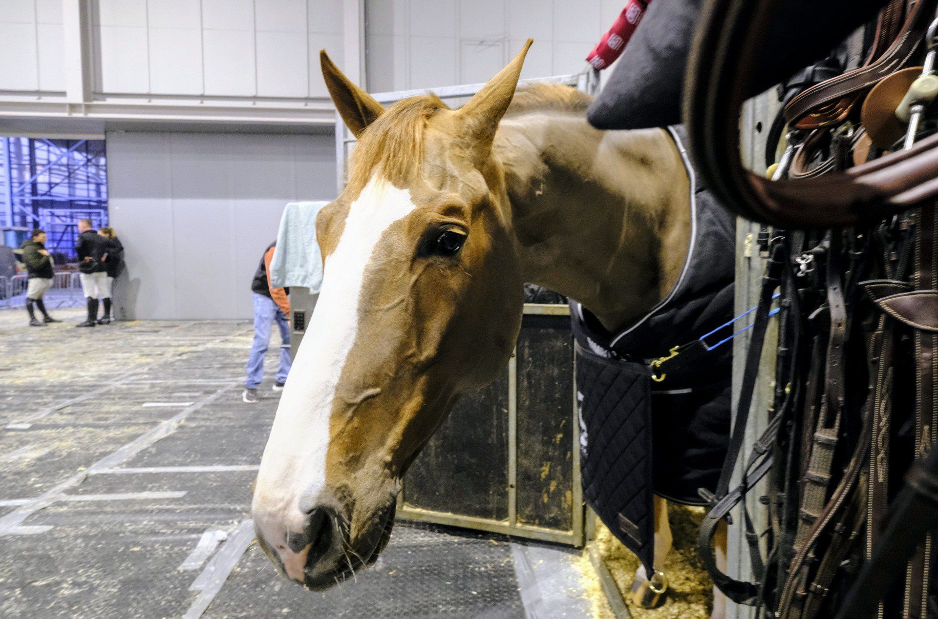 Cavaliada to nie tylko efektowne skoki, ale również mozolna praca setek, a nawet tysięcy osób przy obsłudze tej największej imprezy jeździeckiej w Polsce
