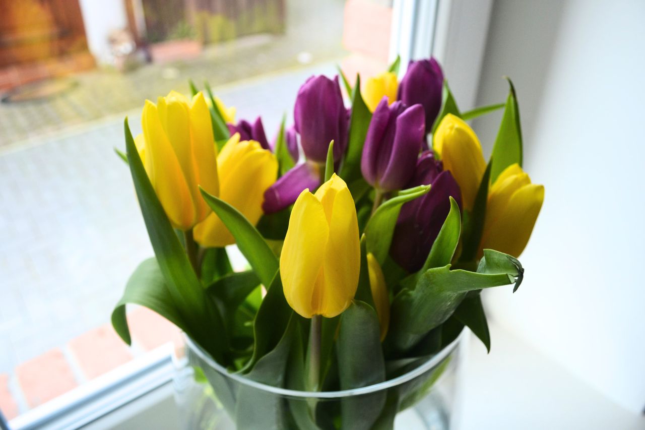 Sugar solution: The secret to keeping tulips fresh longer