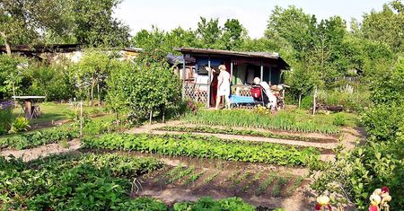 Nigdy nie sadź na działce. Nazywają go "zemstą sąsiada"