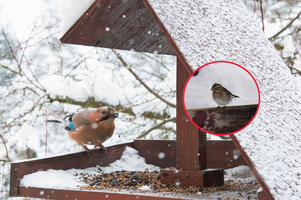 Sensacja wśród ornitologów. Ten ptak był w Polsce tylko dwa razy