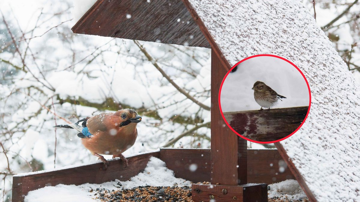 Pojawianie się tego gatunku trznadla to prawdziwa sensacja