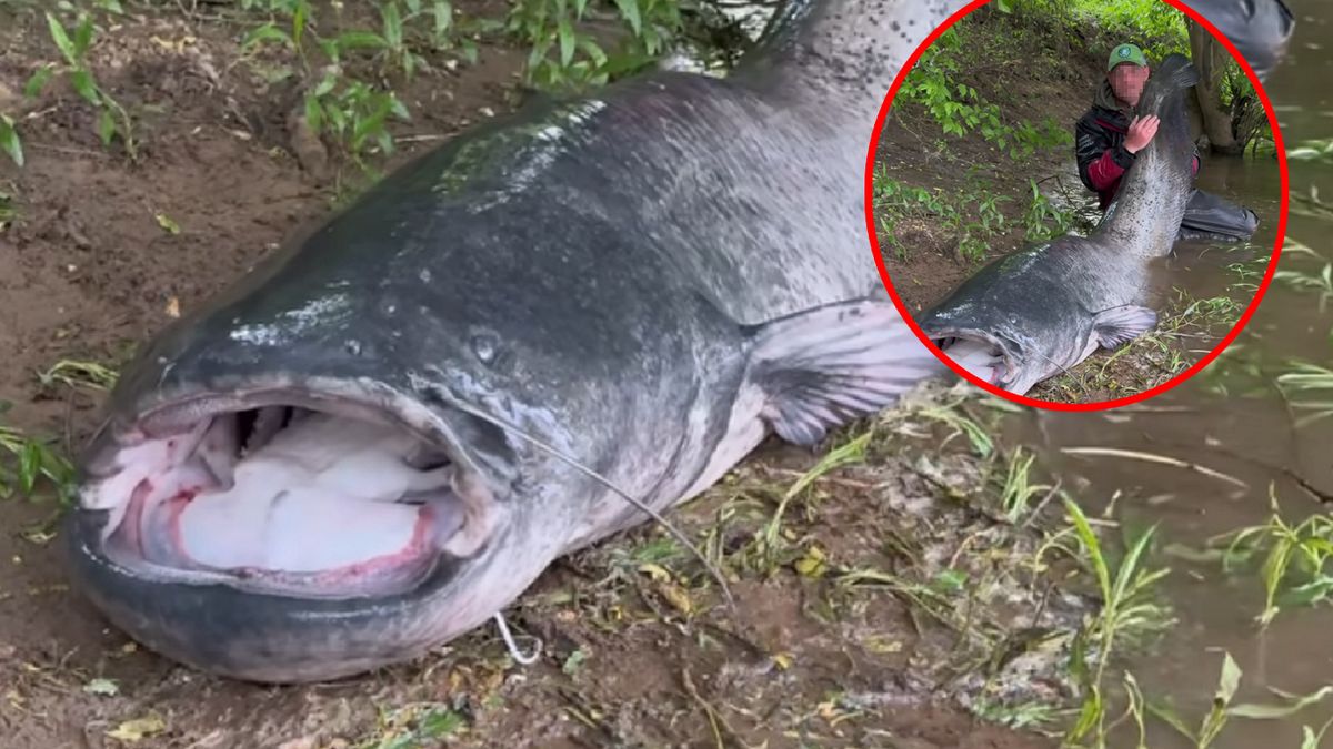 Ogromna ryba stała się powodem ogromnych kontrowersji