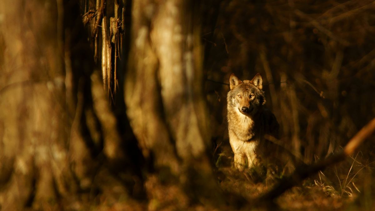 Młoda wilczyca padła przez ludzi, którzy zostawili odpadki jedzo