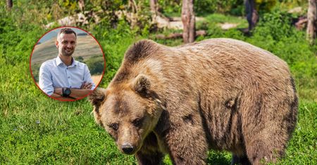 Niedźwiedzie z Bieszczad jednak przeżyją? Mamy komentarz wójta