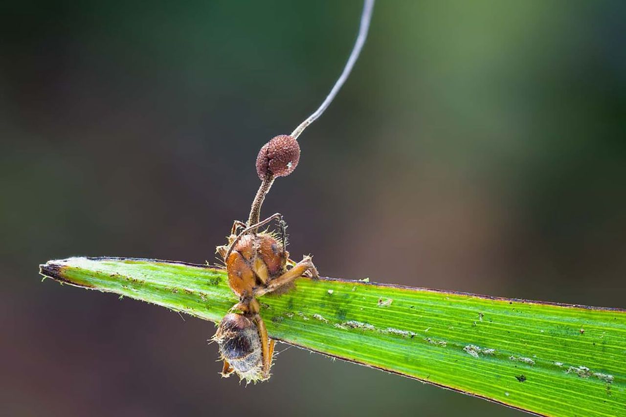 "Grzyb zombie", czyli ophiocordyceps albacongiuae, który zaatakował mrówkę.