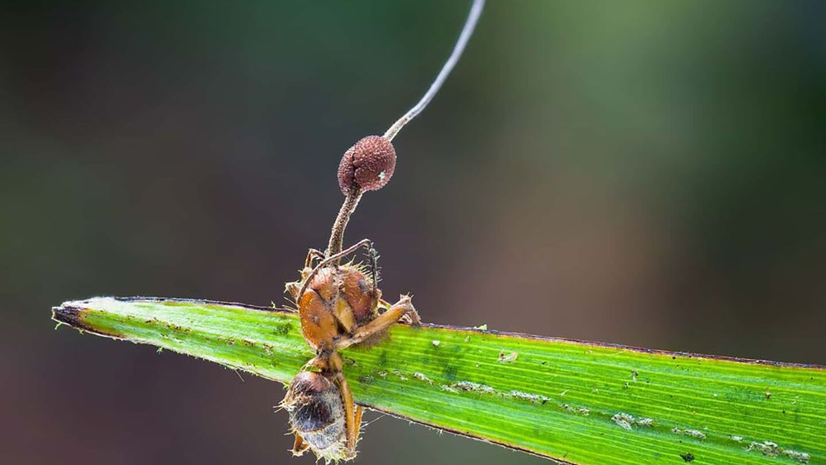 "Grzyb zombie", czyli ophiocordyceps albacongiuae, który zaatakował mrówkę.