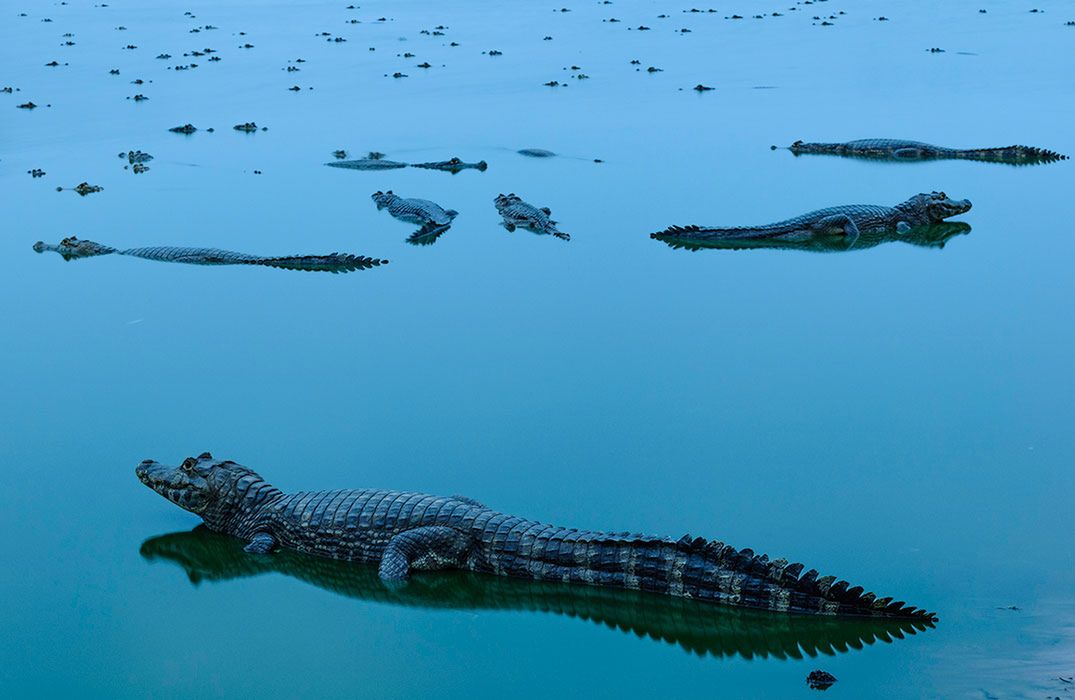 Natura na zdjęciach zwycięzców konkursu The Nature Conservancy Photo Contest 2018 8