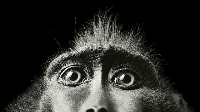 © Tim Flach / timflach.com