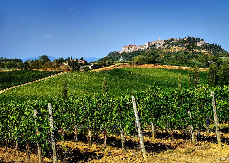 Winobranie czas zacząć. We Włoszech rozpoczął się sezon