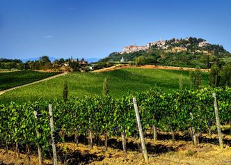 Winobranie czas zacząć. We Włoszech rozpoczął się sezon