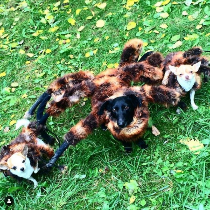Suczka Chica
