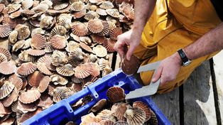 Mieli 40 tys. ton muszelek. Znaleźli niecodzienne zastosowanie