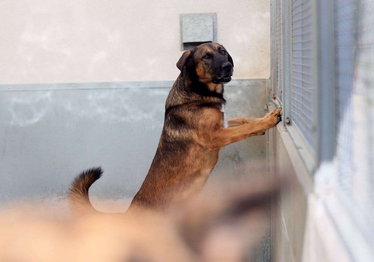 Lublin: Dzień otwarty w schronisku. Poznaj swojego przyszłego przyjaciela