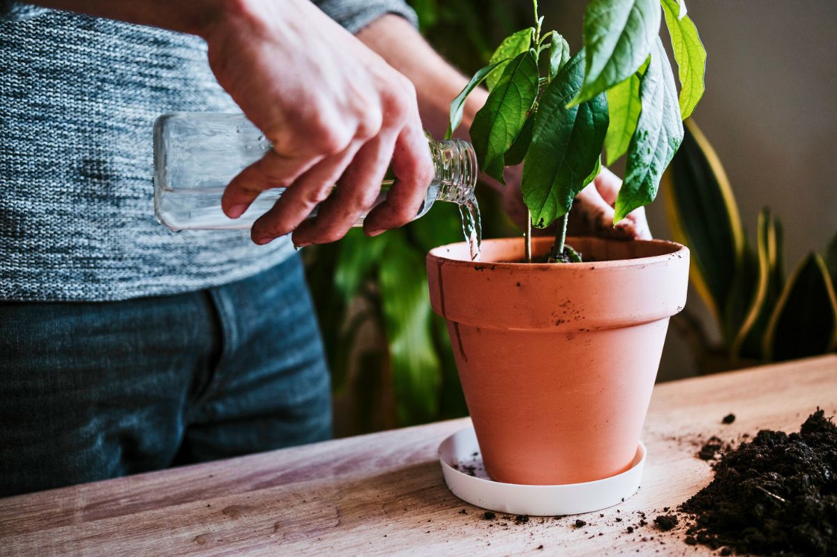 The man is watering a plant in a pot.