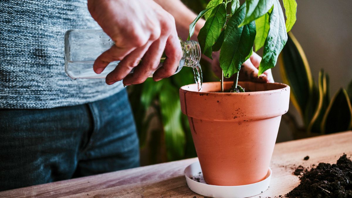 Mężczyzna podlewa roślinę w doniczce
