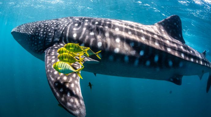 Ningaloo: Australijski cud głębin