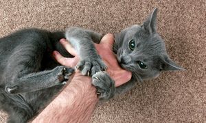 Kot ugniata twoje ciało? Komunikat jest jednoznaczny