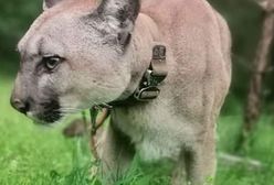 Zawiercie. Policja poszukuje osób pokrzywdzonych w sprawie pumy Nubii