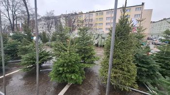 Ceny choinek. Tyle trzeba zapłacić za żywą