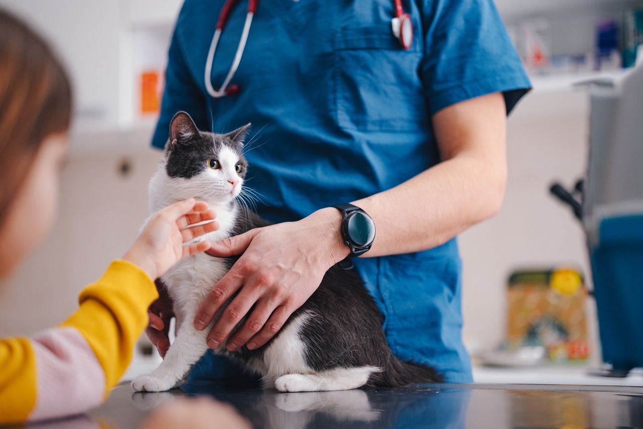 Weterynarz zaraził się ptasią grypą od kota. CDC potwierdza pierwszy taki przypadek