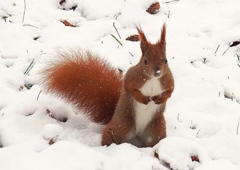 Łódź: Zwierzęta zimą. Czym dokarmiać wiewiórki i sikory, by im nie szkodzić?