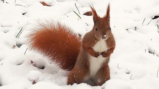 Łódź: Zwierzęta zimą. Czym dokarmiać wiewiórki i sikory, by im nie szkodzić?