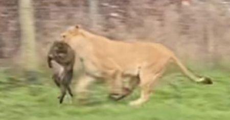 Dantejskie sceny w zoo. Wszystko oglądały przerażone dzieci