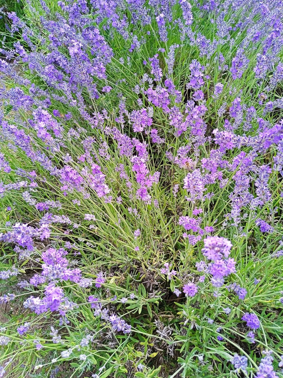 Lawenda - niby taka sama, a jednak każda odmiana jest trochę inna 