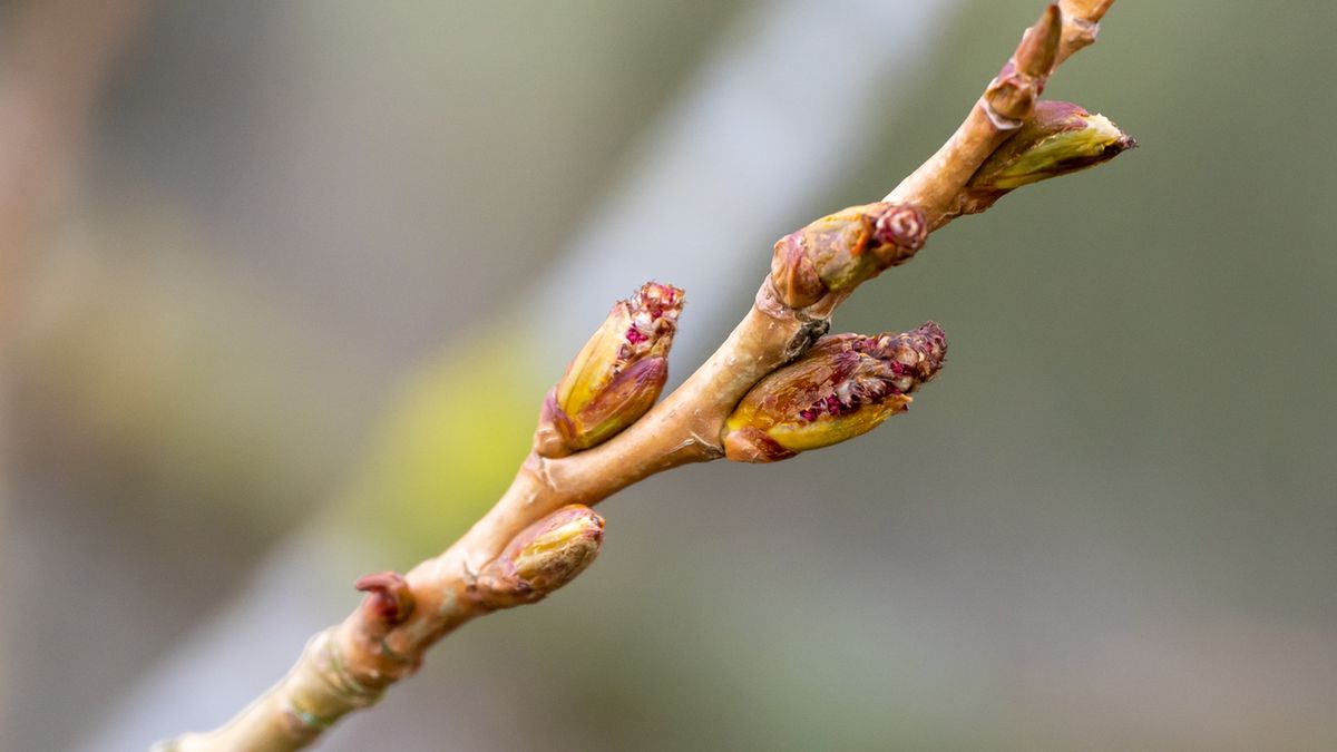 Pączki topoli są surowcem zielarskim pozyskiwanym z topoli czarnej.