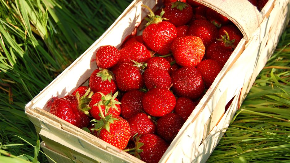 truskawki/ ilustracja