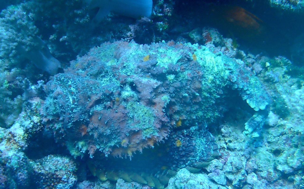 Najbardziej jadowita ryba świata. Jak działa jad szkaradnicy?