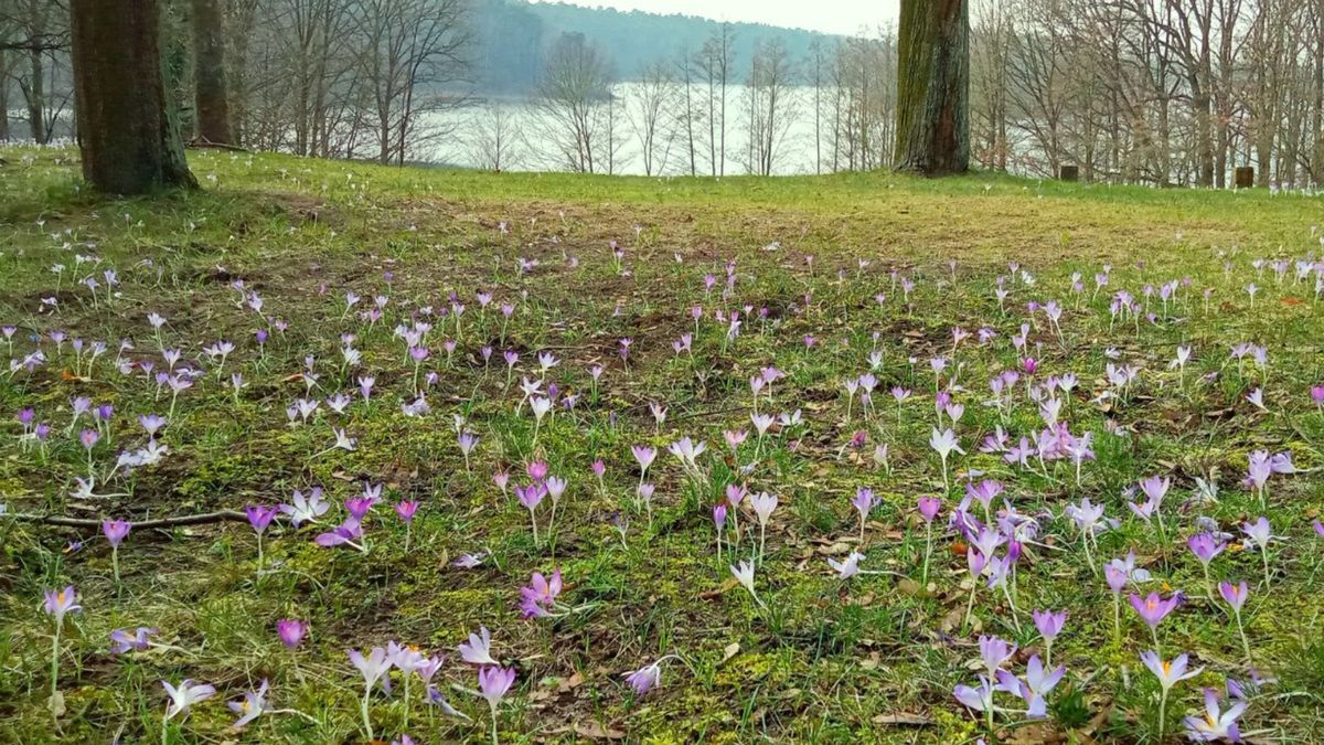 Krokusy kwitną nie tylko w Tatrach