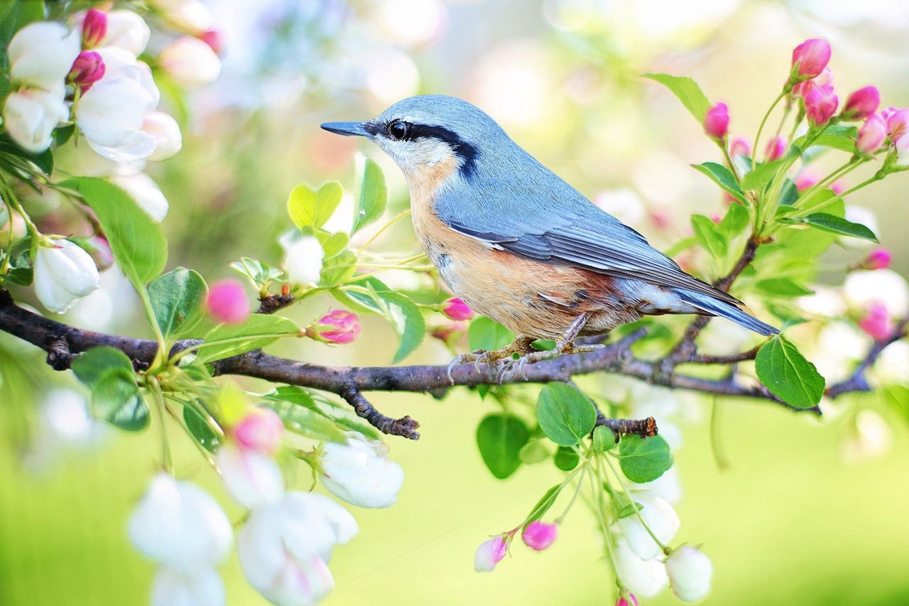 Chcesz poprawić swoje zdrowie? Idź posłuchać deszczu lub śpiewu ptaków - Odgłosy natury sprzyjają zachowaniu zdrowia