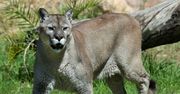 Puma zaatakowała dziecko. Podkradła się od tyłu