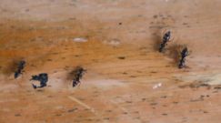 3 sposoby na pozbycie się mrówek