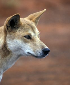 Krwawy atak psów Dingo na turystkę na największej piaszczystej wyspie świata