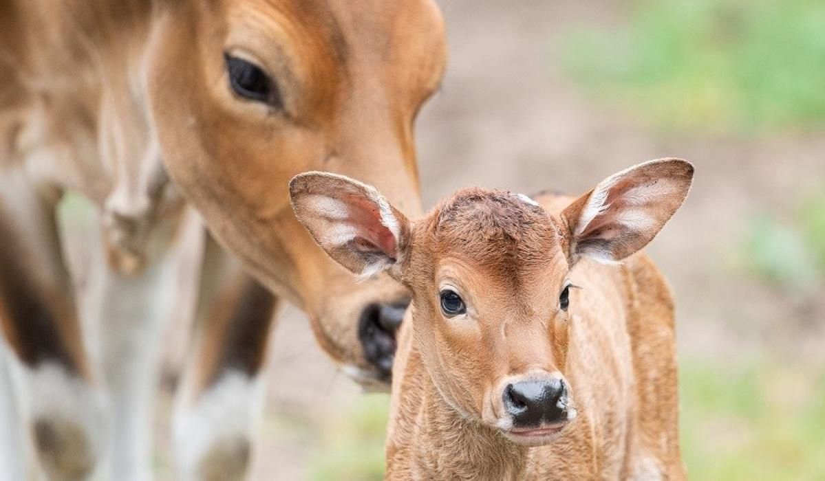 Wrocław. Najrzadsze krowy na świecie. Kolejne narodziny w ZOO