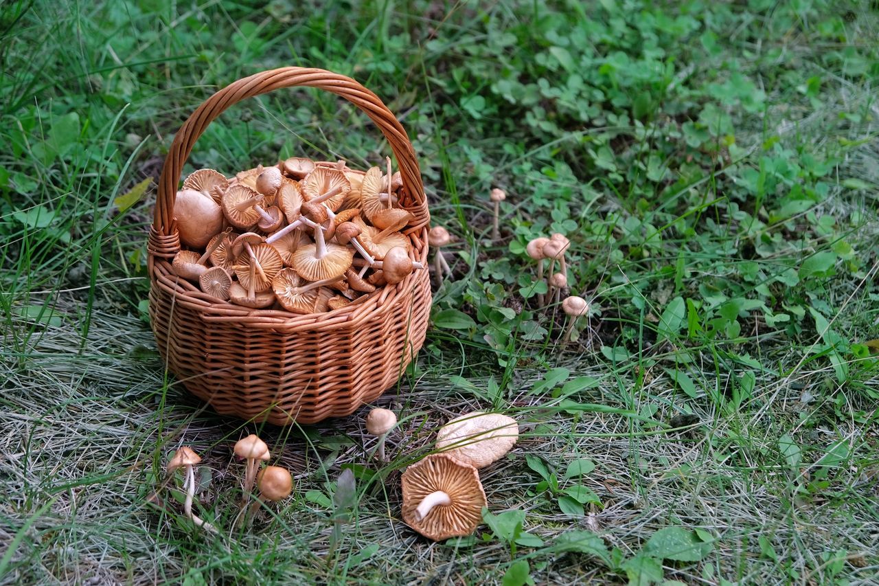 Niepozorny, a pyszny. Ten grzyb rośnie na trawnikach i polanach
