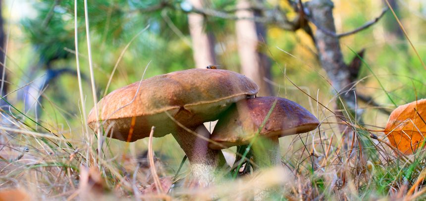 Grzyby pojawiły się na południu i w centralnej części kraju