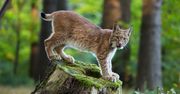 Rysie umierają młodo, głównie przez człowieka. Zostało ich już tylko kilkaset