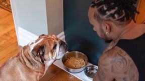 Hamilton nieobecny na testach F1. Winna choroba psa?