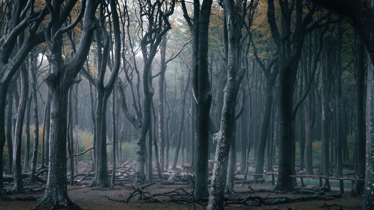 Groza Lasu Duchów i ukojenie parku Jasmund, czyli jeden dzień w Niemczech 1
