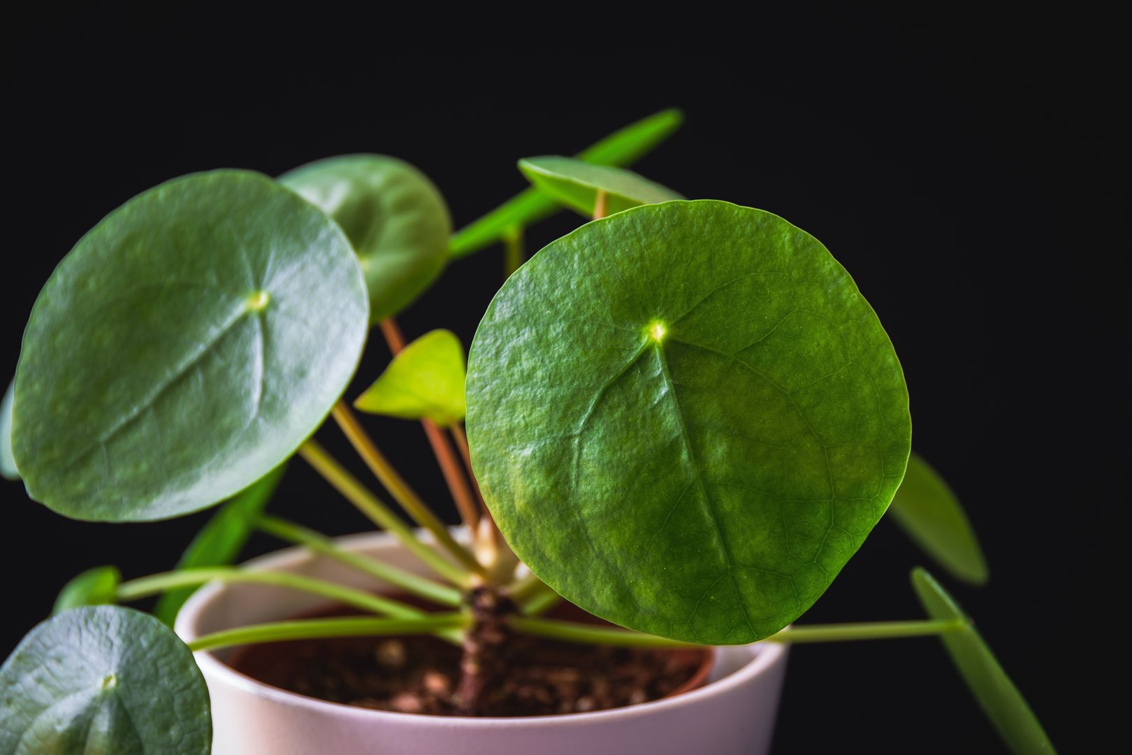 Pieniążek (Pilea peperomioides)