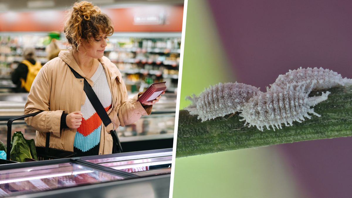 Nawet nie wiesz, że już dziś w żywności są dodatki pochodzące z owadów