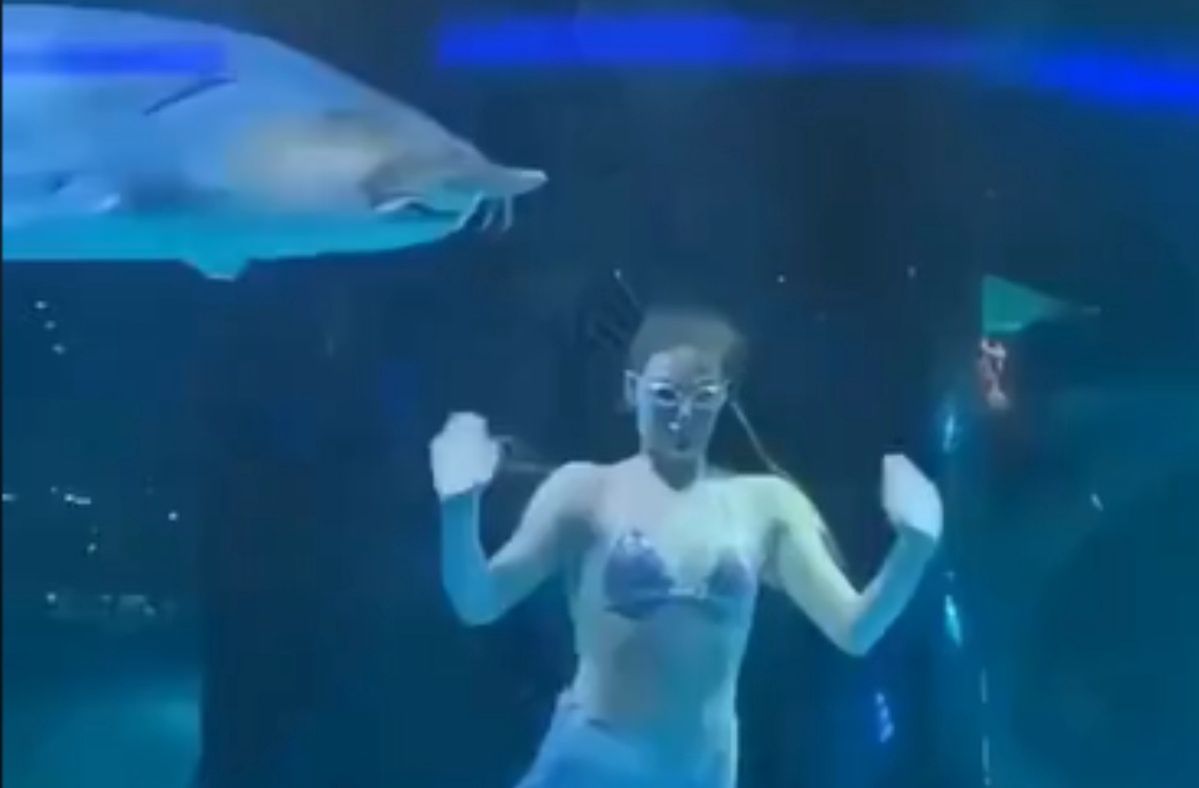 Mermaid in peril: Sturgeon attack shocks aquarium audience