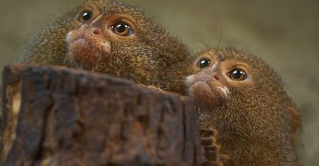 Małe małpki, wielkie zmiany. Płockie ZOO ma nowych lokatorów