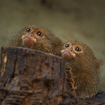 Małe małpki, wielkie zmiany. Płockie ZOO ma nowych lokatorów