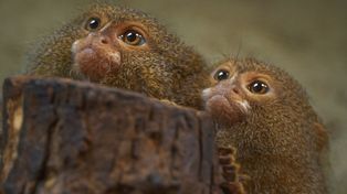 Małe małpki, wielkie zmiany. Płockie ZOO ma nowych lokatorów