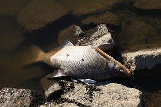 Śnięte ryby i bobry na Odrze. Oto na co wskazuje uwagę ekspert