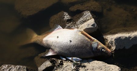 Śnięte ryby i bobry na Odrze. Oto na co wskazuje uwagę ekspert